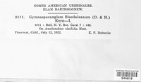 Gymnotelium blasdaleanum image